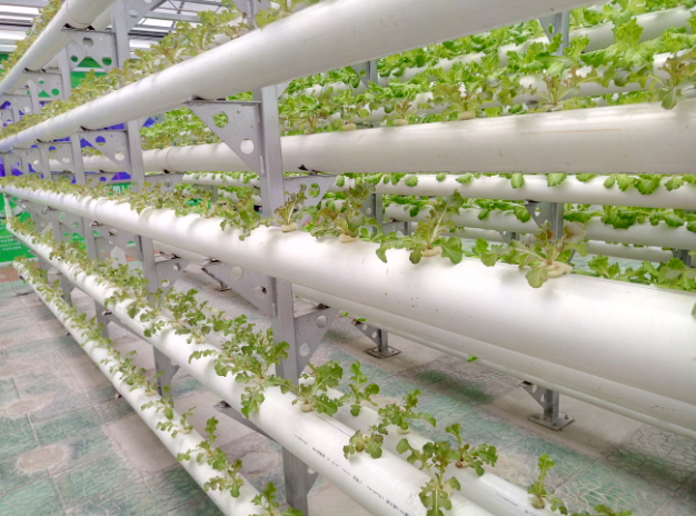 無土栽培是設施農業未來發展的趨勢嗎？